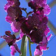Orchideen Ausstellung in der Orangerie Elfenau 046.jpg